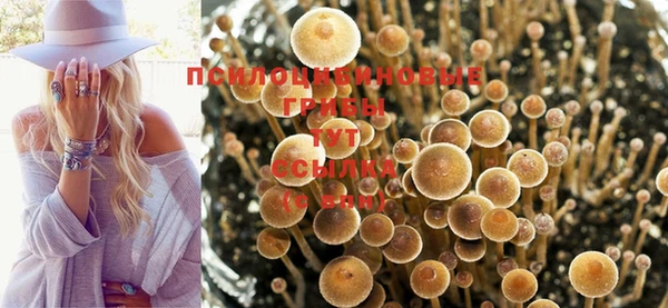 PSILOCYBIN Богородицк